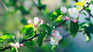 Цветущая ветка яблони в тумане | Футажи красивая приро