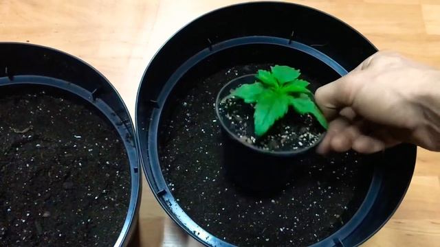 Грунт , пересадка растений ! Выращивание марихуаны! смотреть онлайн