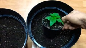 Грунт , пересадка растений ! Выращивание марихуаны!