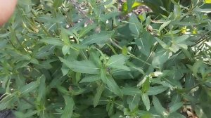 Как обрезать шалфей дубравный после цветения.