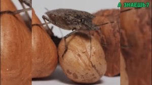 🪲 Мраморный клоп — вредитель или часть природного пл