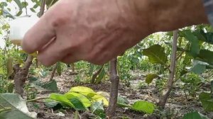 Летняя прививка черешни зелёным черенком на одревесн?