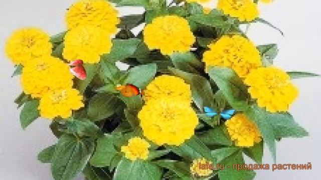 Цинния обыкновенная Еллоу 🌿 обыкновенная цинния Елл? смотреть онлайн