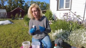 Выкопали тюльпаны - обработайте луковицы от болезней.