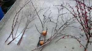 Мастер класс. Выгонка веток деревьев и кустарников. Ви