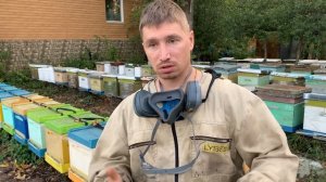 Новый метод борьбы с варроатозом и акарапидозом в мое?