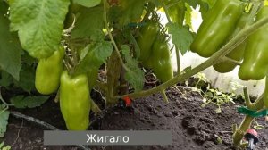 Лучшие низкорослые томаты для начинающих и ленивых, 8 ?