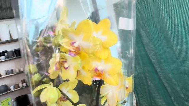 Супер обзор Орхидей ! ( Одесса садовый центр ) смотреть онлайн