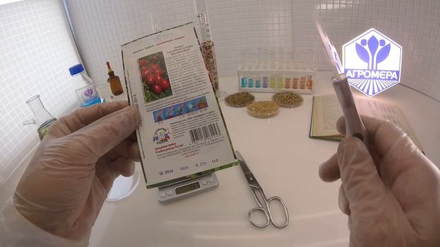 Томат Сахарная слива малиновая. СеДеК смотреть онлайн