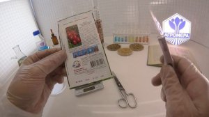 Томат Сахарная слива малиновая. СеДеК