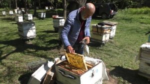 РОЕНИЕ ПЧЁЛ. как ПОСТУПАТЬ.