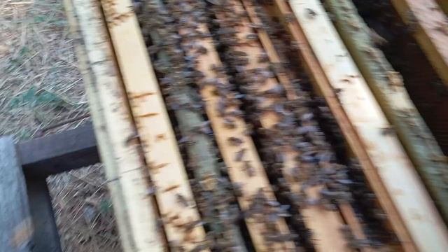 Роль заставных досок в корпусном улье весь сезон!