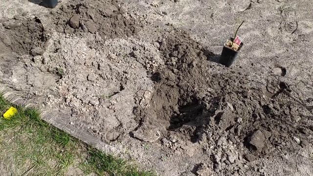 Ежевика без шипов. Весенняя посадка 7 сортов. Где найти смотреть онлайн