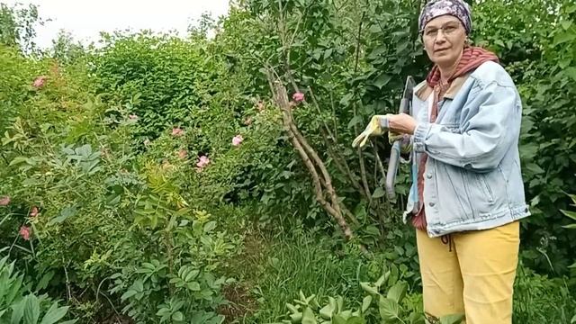 Сирень отцвела, что я делаю дальше. смотреть онлайн