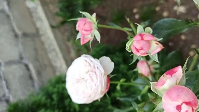 Роза Викториан классик.Осеннее цветение.Юг смотреть онлайн