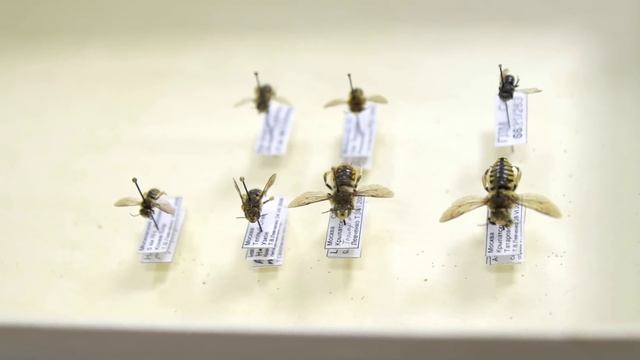 Как живет флорентийский шерстобит. Тимофей Левченко. смотреть онлайн