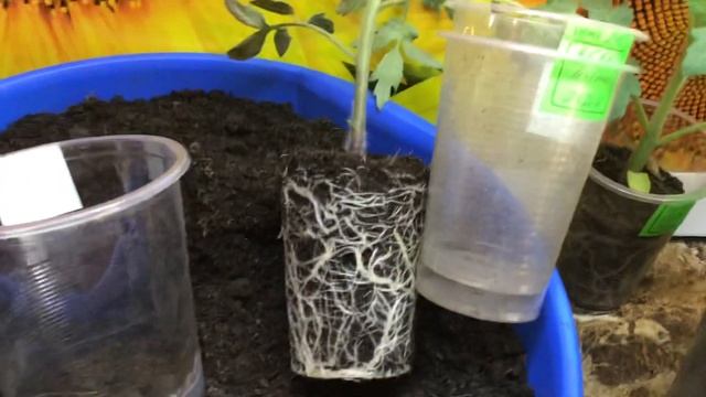 Перевалка томатов. Как узнать, что пора переваливать р смотреть онлайн