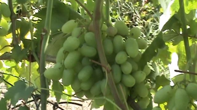 Виноград в августе. Защита от болезней, подкормки и по? смотреть онлайн