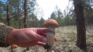 Грибы Архангельской области. Сказочный лес не переста