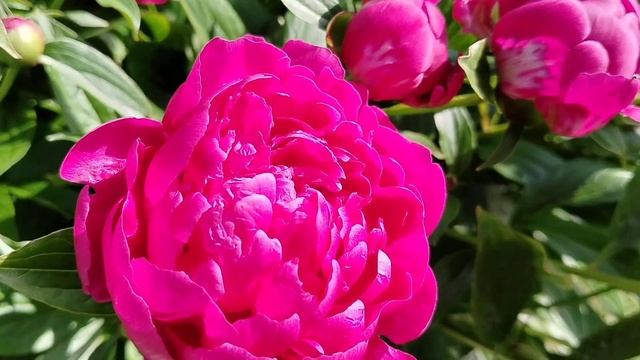 Пион 'Феликс Крусс' (Paeonia Felix Crousse) в нашем саду 2025 смотреть онлайн