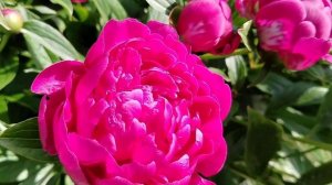 Пион 'Феликс Крусс' (Paeonia Felix Crousse) в нашем саду 2025