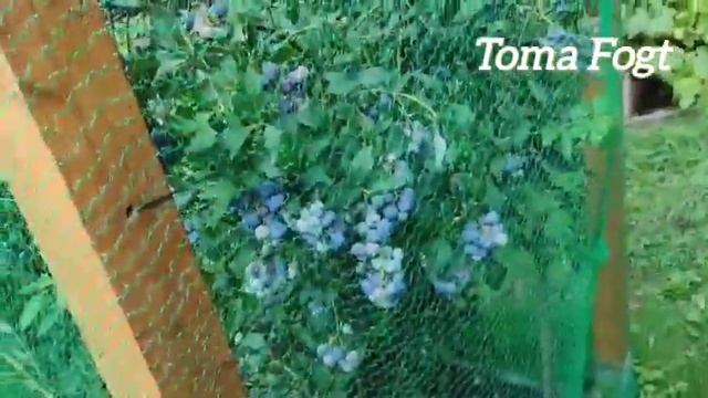 Дача в Германии.Обзор дачи 1 августа 2025 год.1 часть. смотреть онлайн