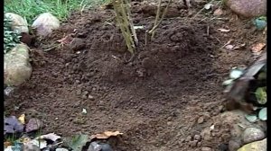 Подготовка роз к зиме