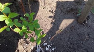 Плодовые деревья в моём саду