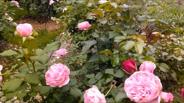 роза соул смотреть онлайн