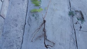 ОСЕННЯЯ ПОСАДКА ВИНОГРАДА