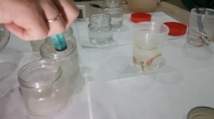 ЗЕМЛЯНИКА МИКРОКЛОНАЛЬНОЕ РАЗМНОЖЕНИЕ / ВВОДИМ НОВУЮ