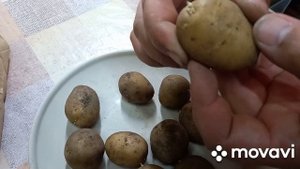 ФИАСКО!!! ЭЛИТНЫЕ СОРТА КАРТОФЕЛЯ ОТ САДОВ РОССИИ. ОГОР