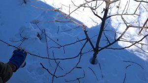 ОБРЕЗКА молодой ГРУШИ, исправляем крону