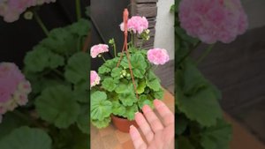 ЮВ Даная Пеларгония Герань
