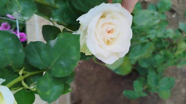 Чайно гибридные срезочные розы 🌹 Пинк Охара и Вайт Ох смотреть онлайн