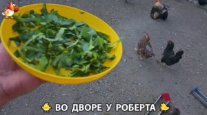 Содержание кур в домашних условиях и других птиц во дворе у Роберта 🐣🐤🦆🐔🪿🦃 (217)