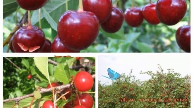 Вишня обыкновенная Десертная Морозовой-(дюк) Ивановна