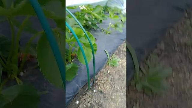 Сравнение сортов клубники Купчиха, Магнус, Азия, Альба смотреть онлайн