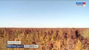 Амарант. Сорт Воронежский. В Волгоградской области го?