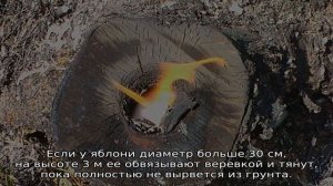Как выкорчевать яблоню