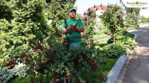 ДЕЛАЙ ПРАВИЛЬНО! Как формировать штамбовые растения!