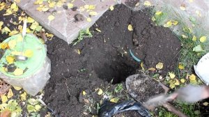 Как посадить виноград осенью.