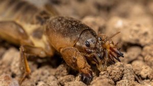 КАК ИЗБАВИТЬСЯ ОТ МЕДВЕДКИ НА УЧАСТКЕ? Разбираем дост?