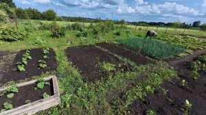 Домик у Церкви сельская жизнь. Огород после ливня. Выр?