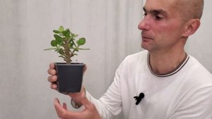 Обрезка молодой Крассулы в стиле БОНСАЙ | Толстянка | Д