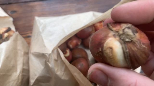 Как посадить тюльпаны, простые советы от Анжелики смотреть онлайн