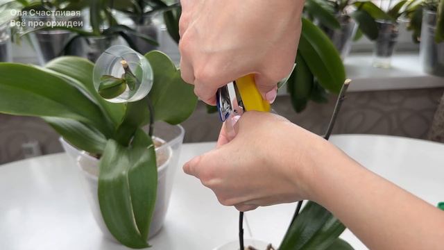 У детки орхидеи нет корней НАРАСТИТЬ КОРНИ детке орхи? смотреть онлайн