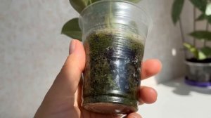 1.5 МЕТРОВАЯ ХОЙЯ 💚КЕРРИ💚😱 КАК ВЫРАСТИТЬ ХОЙЮ