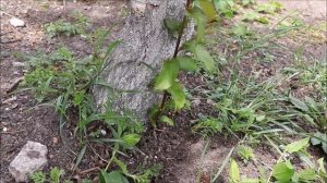 КАК ОСТАНОВИТЬ ПОРОСЛЬ ВИШНИ