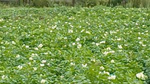 КАРТОФЕЛЬНОЕ ПОЛЕ #viral #video #2025 #shorts #short #tiktok #рекомендац?